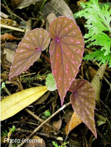 B. erythrogyna